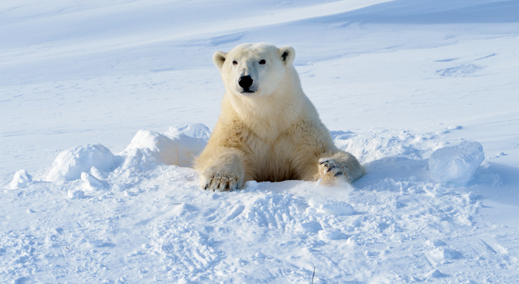 Kanada Manitoba Eisbär Wapusk National Park iStock AndreAnita